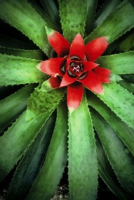 Bromeliad Flower