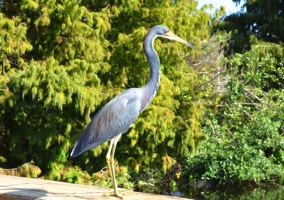 Blue Heron #1