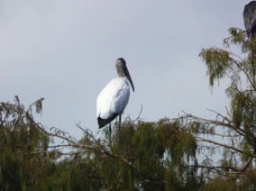 Florida Bird #10