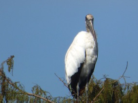 Florida Bird #11