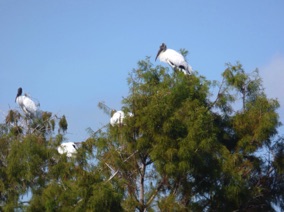 Florida Bird #12