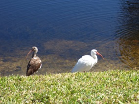 Florida Bird #14