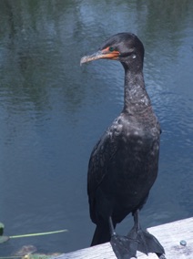 Florida Bird #2