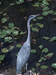 Florida Bird #3