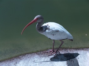 Florida Bird #7