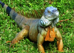 Lacy Iguana Lizard