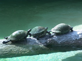 Three Turtles on a log